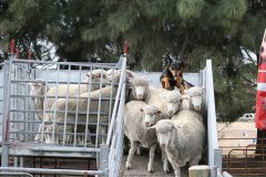 Unloading-sheep.jpg